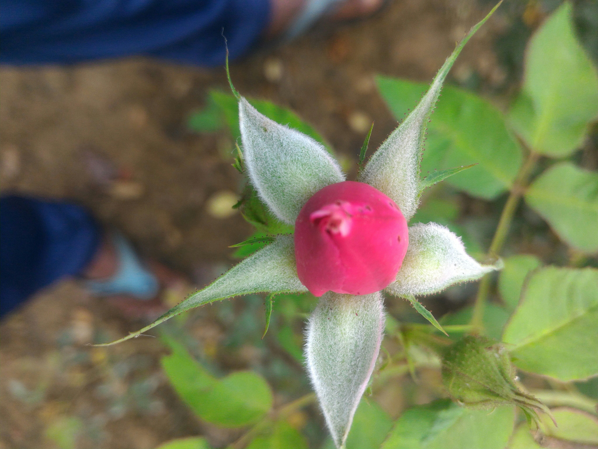 ASUS ZenFone 2 (ZE551ML) sample photo. Jpeg photography