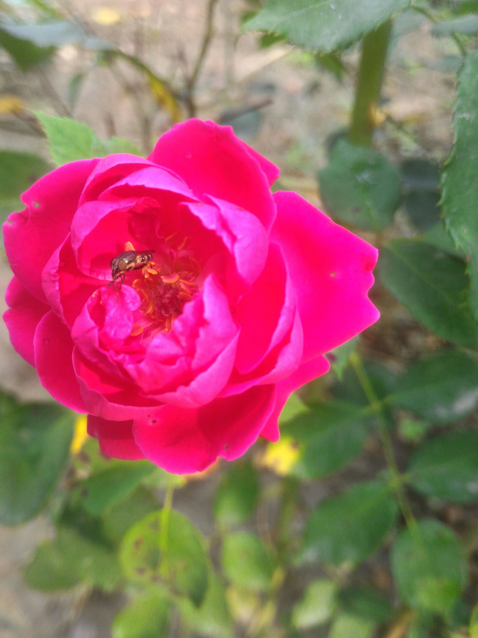 ASUS ZenFone 2 (ZE551ML) sample photo. Jpeg photography