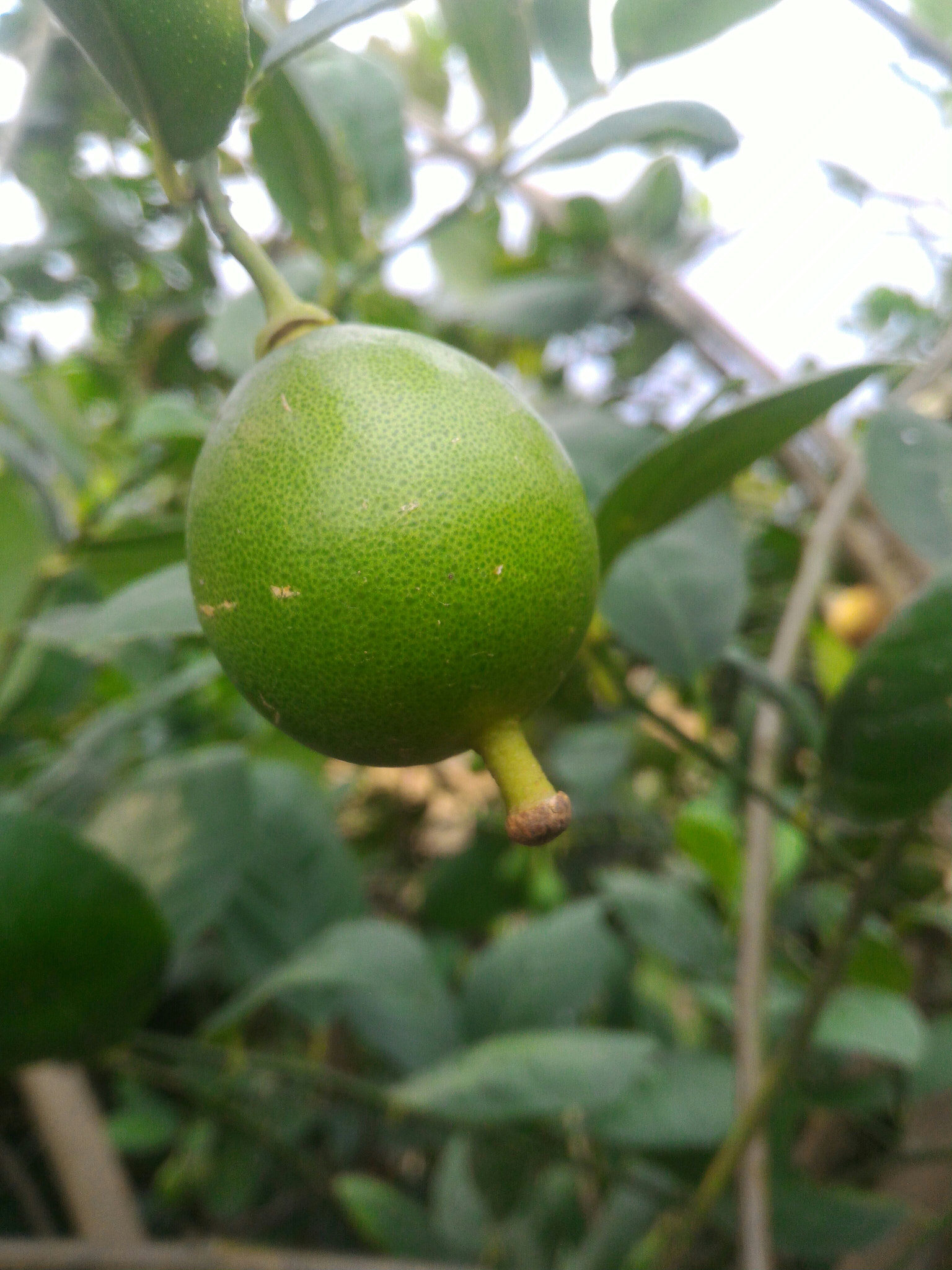ASUS ZenFone 2 (ZE551ML) sample photo. Jpeg photography