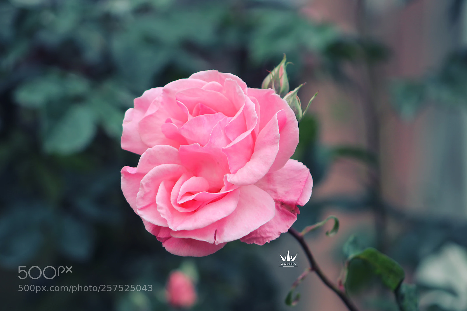 Canon EOS 1300D (EOS Rebel T6 / EOS Kiss X80) sample photo. Roses photography
