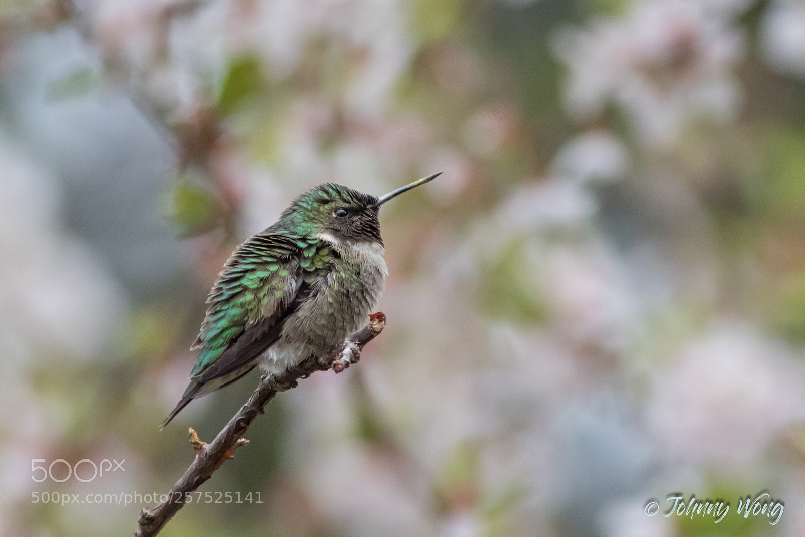 Canon EOS 7D Mark II sample photo. Hummingbirds photography