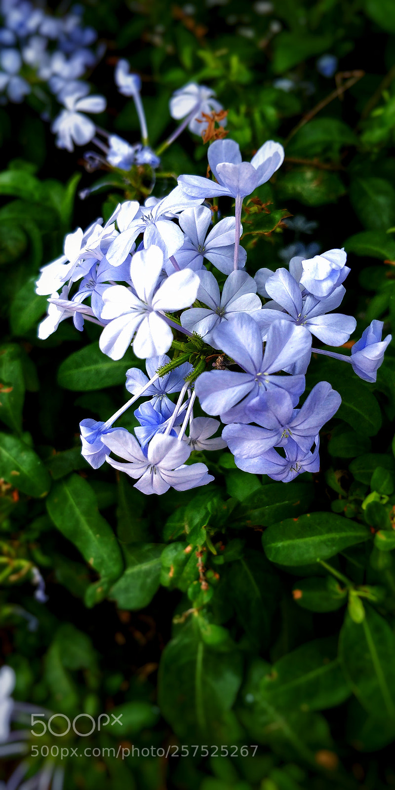 OnePlus 5T sample photo. White flower photography