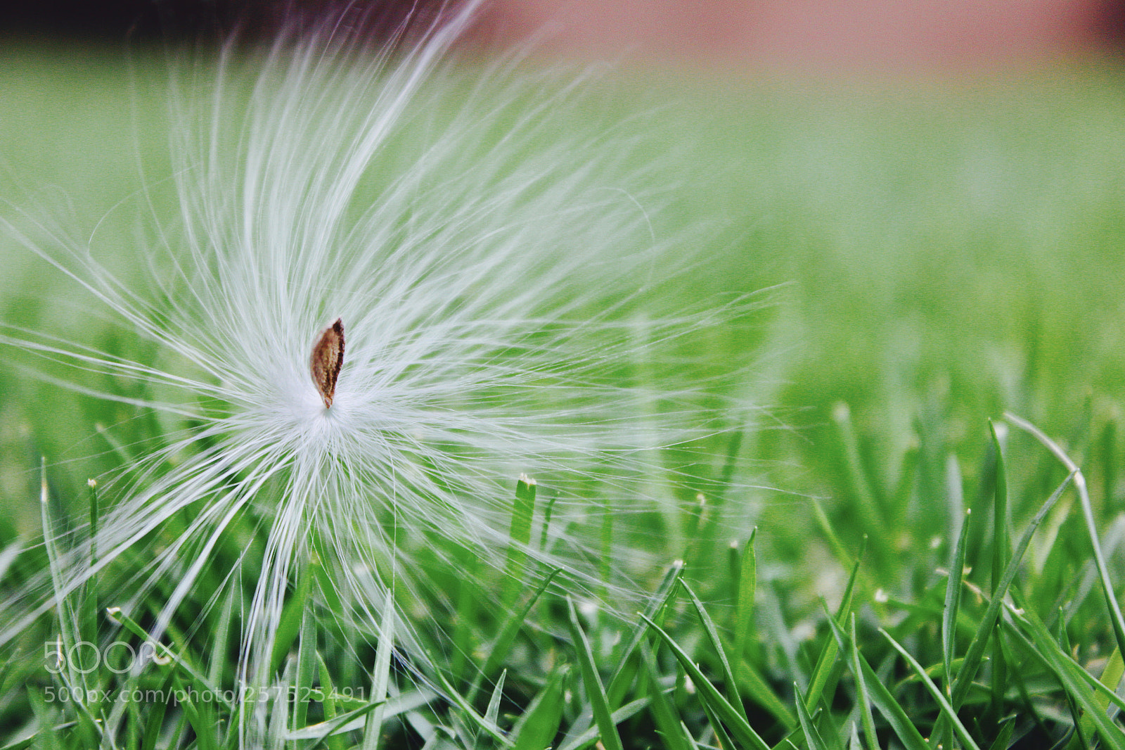 Canon EOS 600D (Rebel EOS T3i / EOS Kiss X5) sample photo. Seed photography