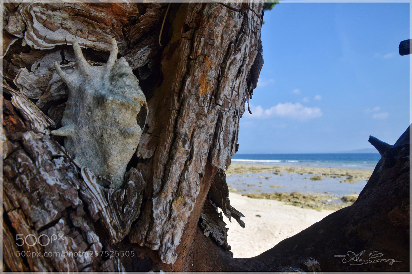 Nikon D3300 sample photo. Sea shells on sea photography