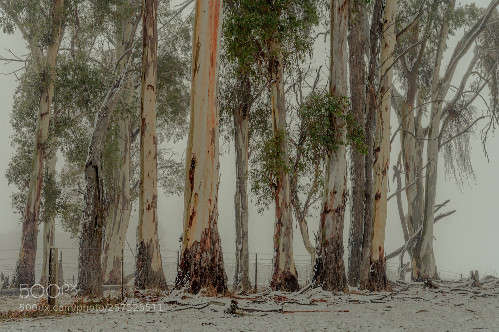 Nikon D7500 sample photo. Gums in the snow 1 photography