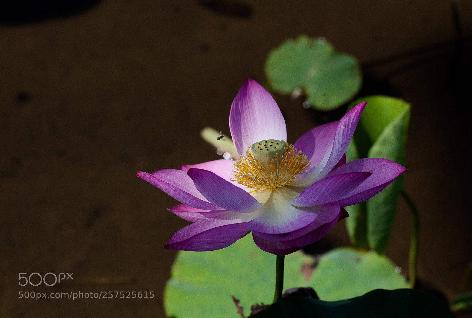 Canon EOS 50D sample photo. Untitled photography