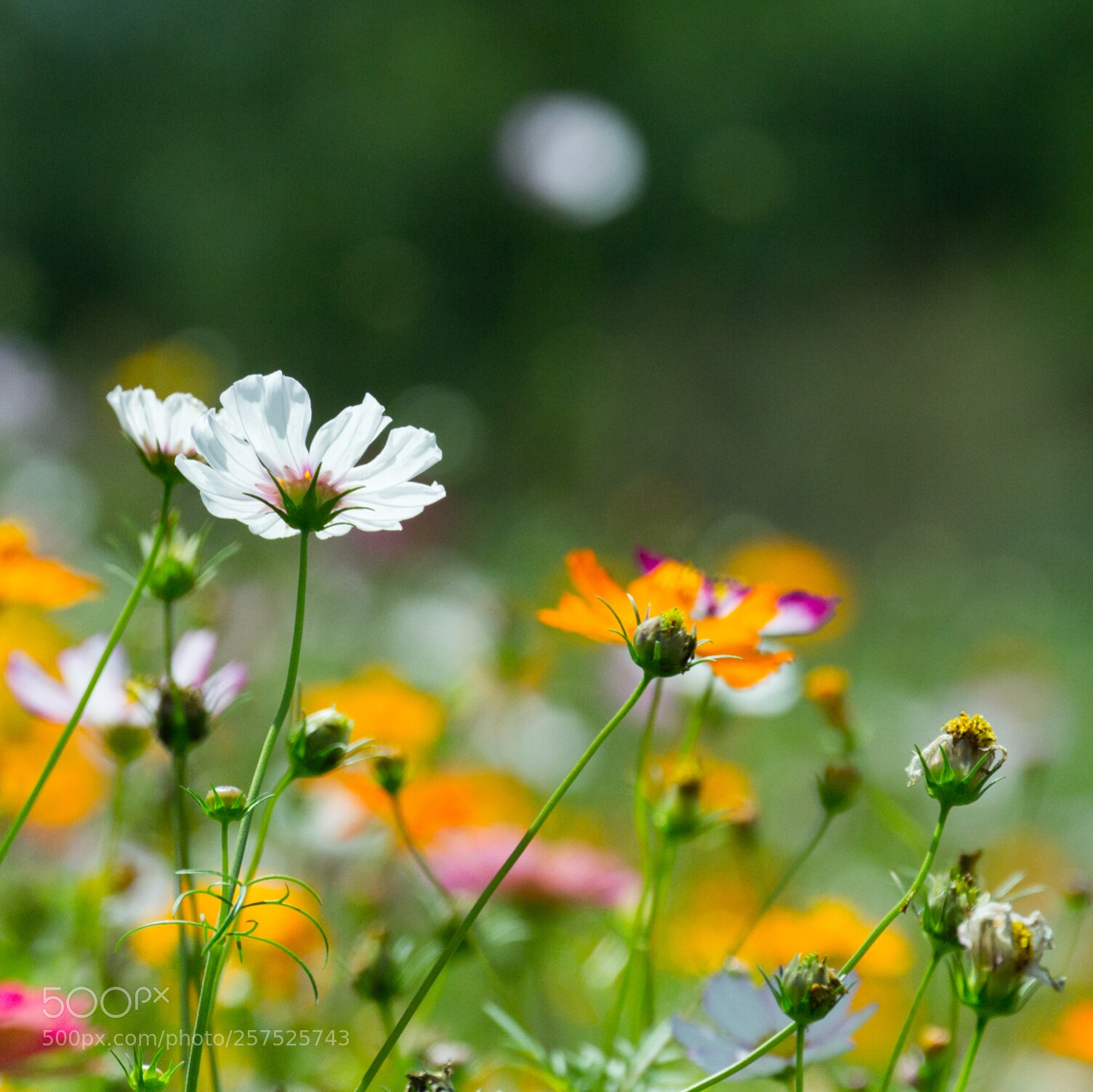 Canon EOS 7D sample photo. Untitled photography