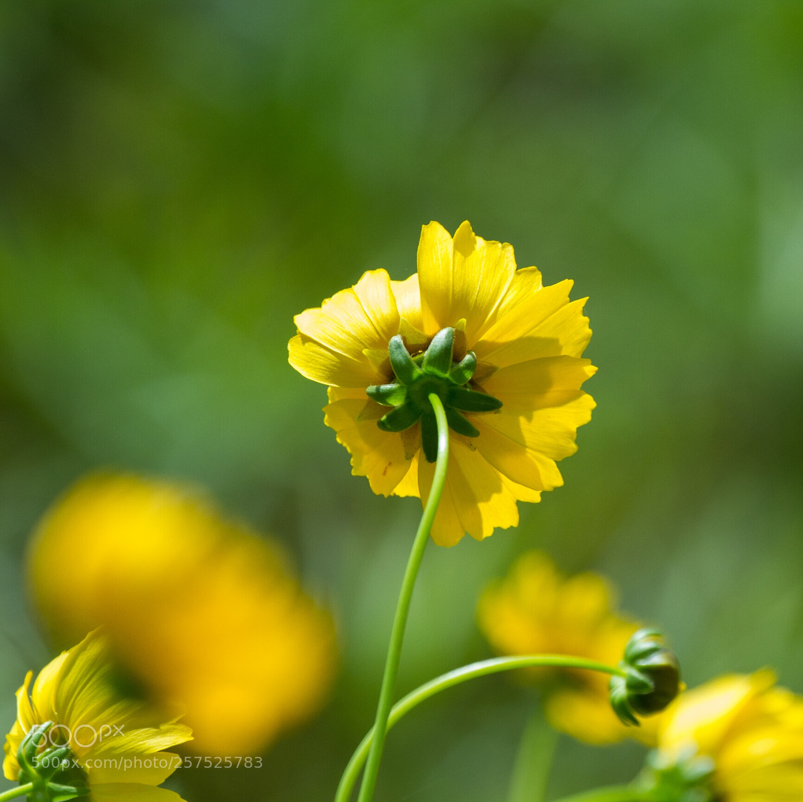 Canon EOS 7D sample photo. Untitled photography