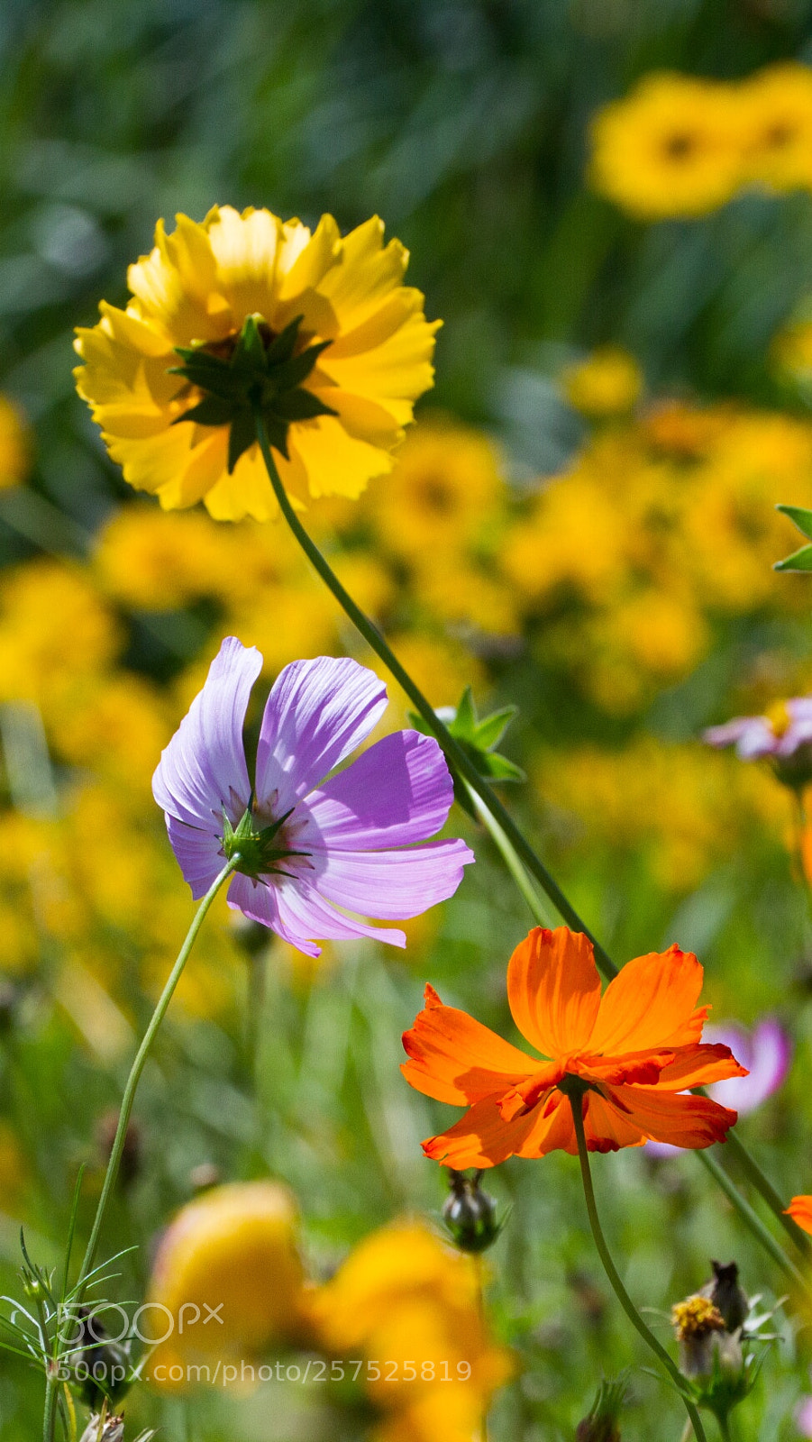 Canon EOS 7D sample photo. Untitled photography