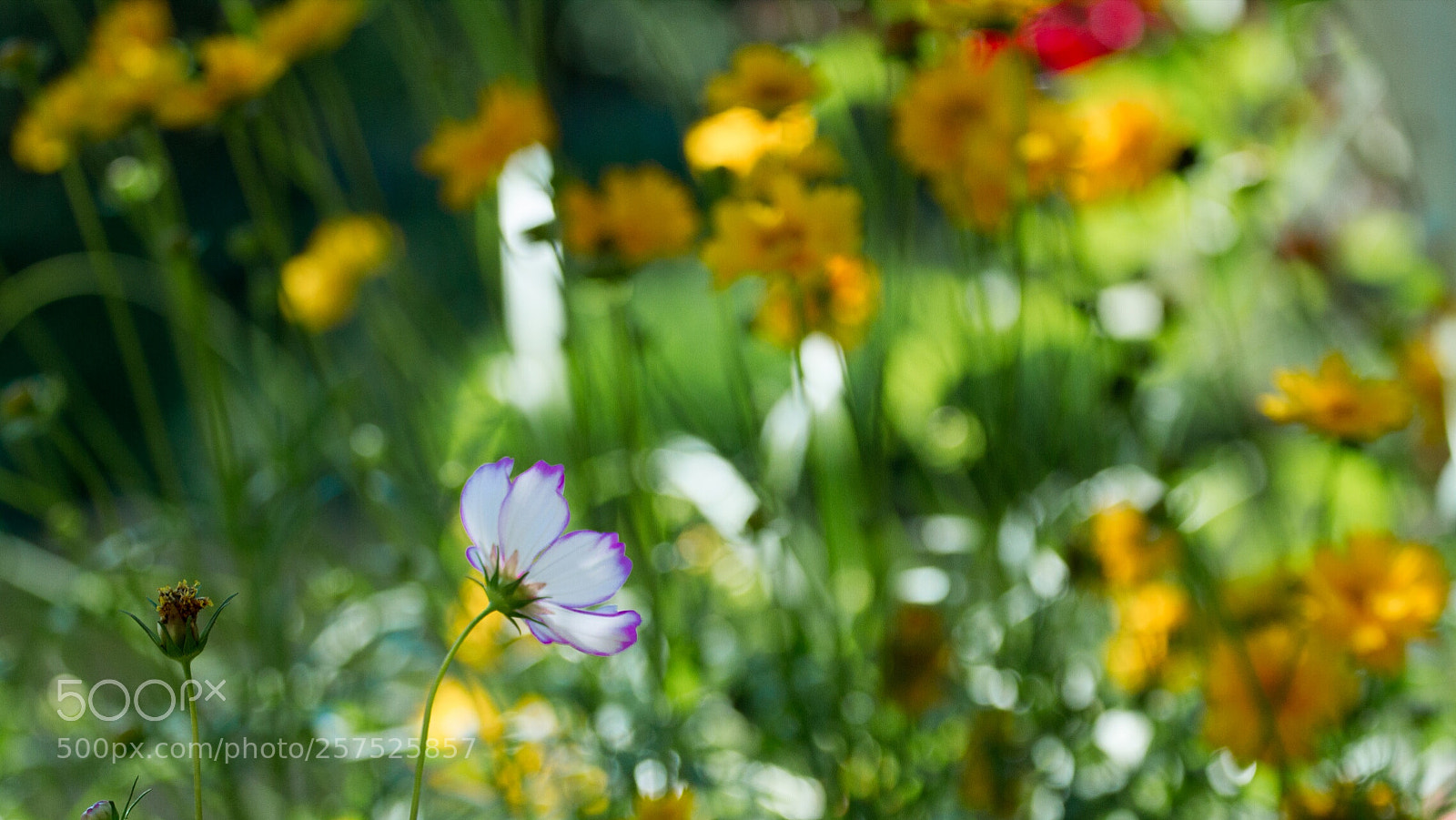 Canon EOS 7D sample photo. Untitled photography