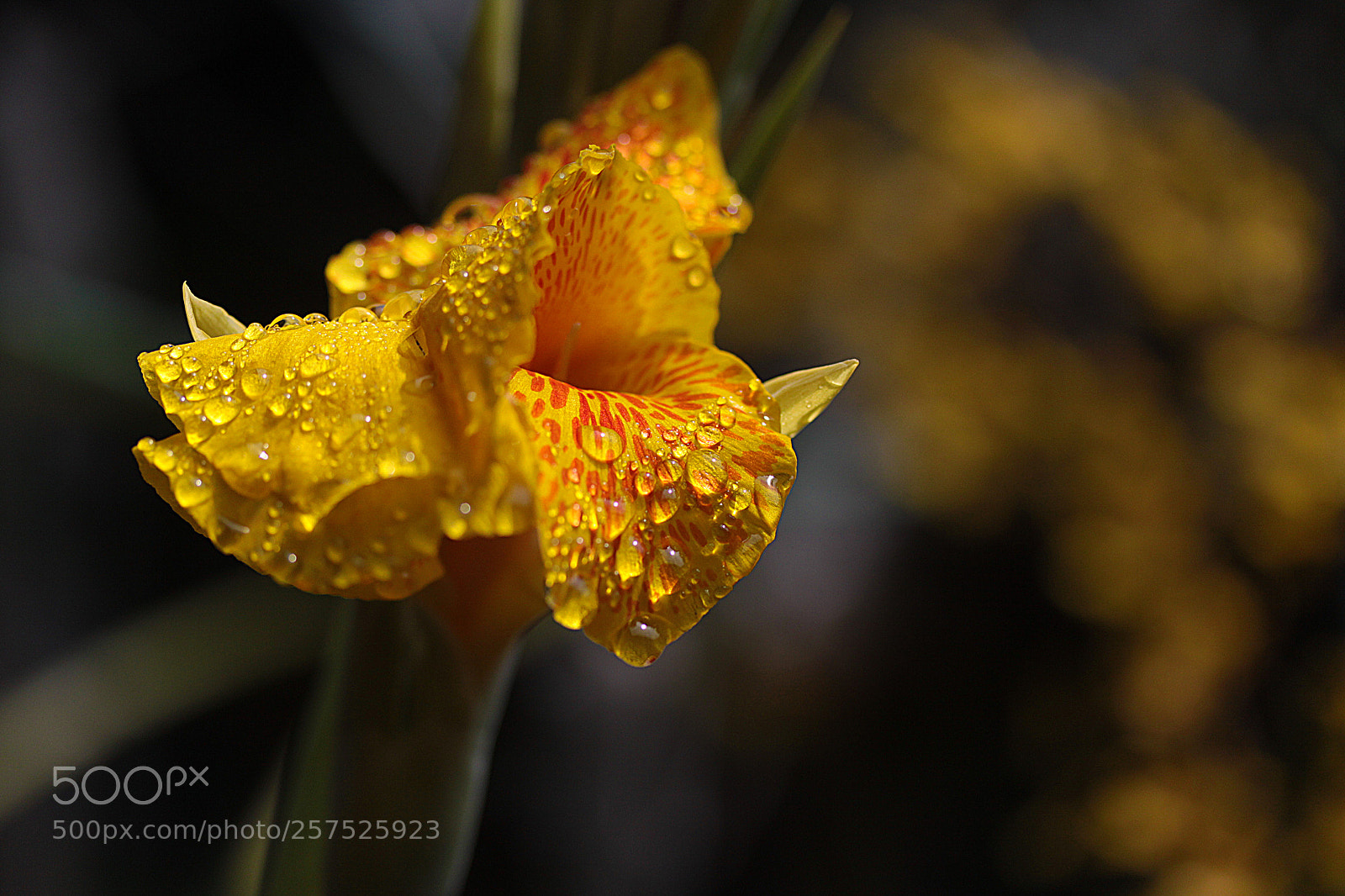 Canon EOS 50D sample photo. Drops photography