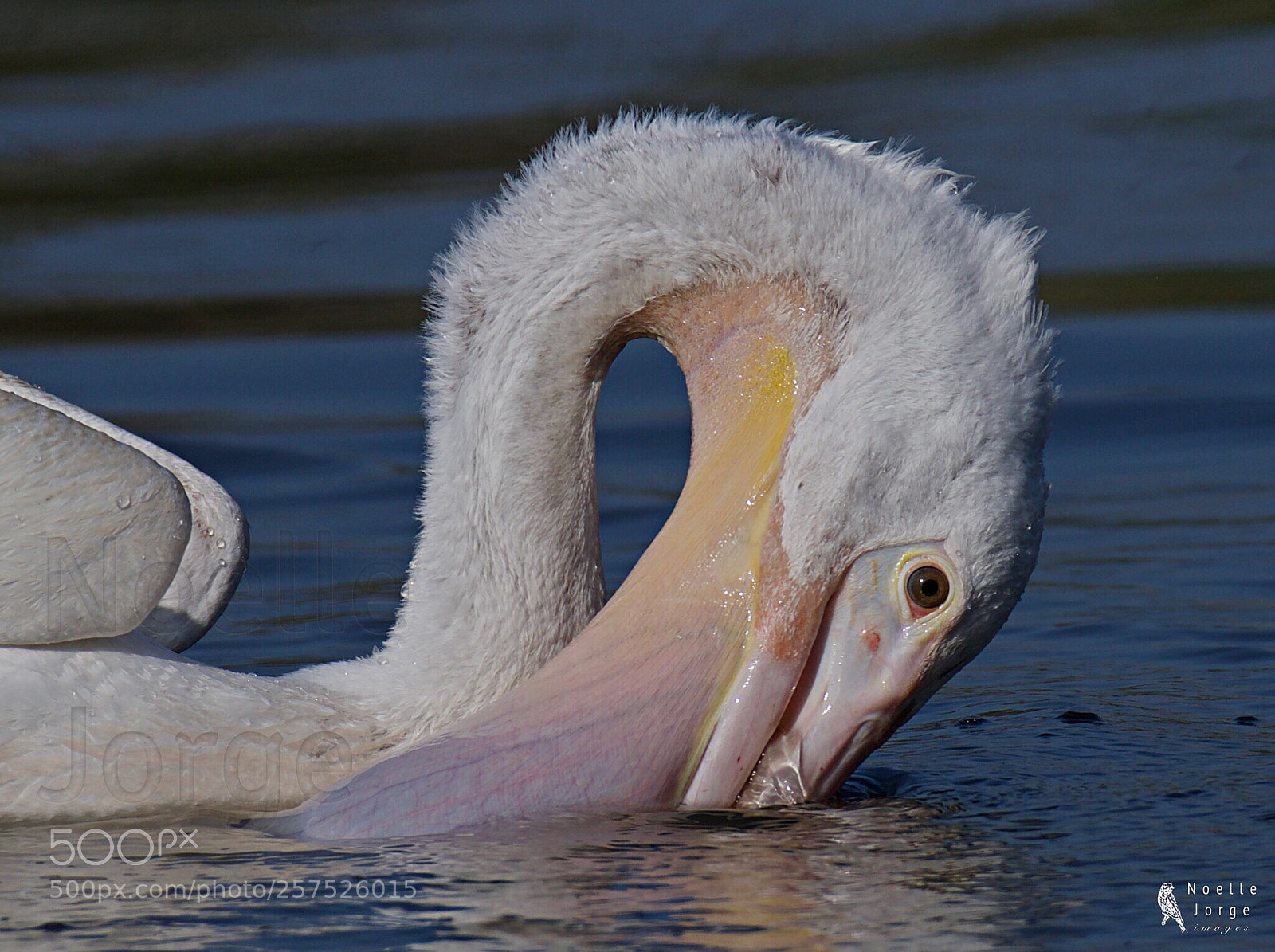 Nikon D500 sample photo. The scoop photography