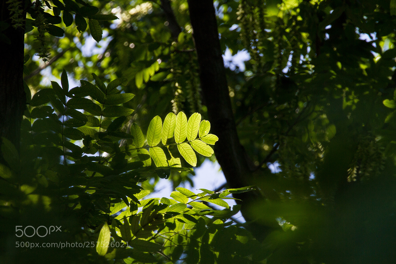 Canon EOS 7D sample photo. Untitled photography