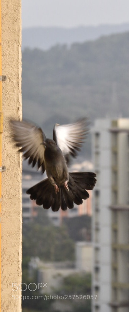 Nikon D5500 sample photo. Uddan photography