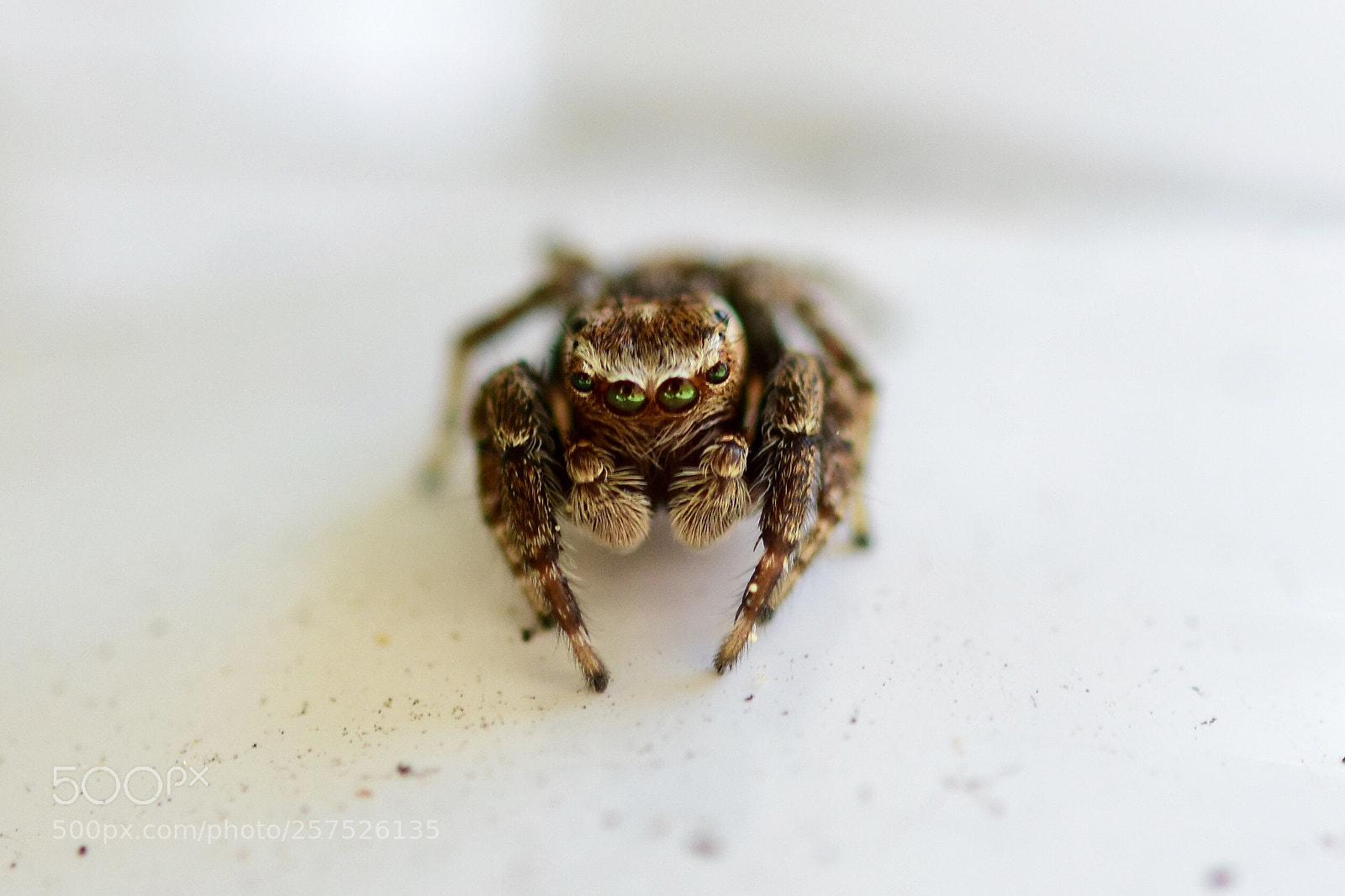 Nikon D7200 sample photo. Jumping spider close up photography