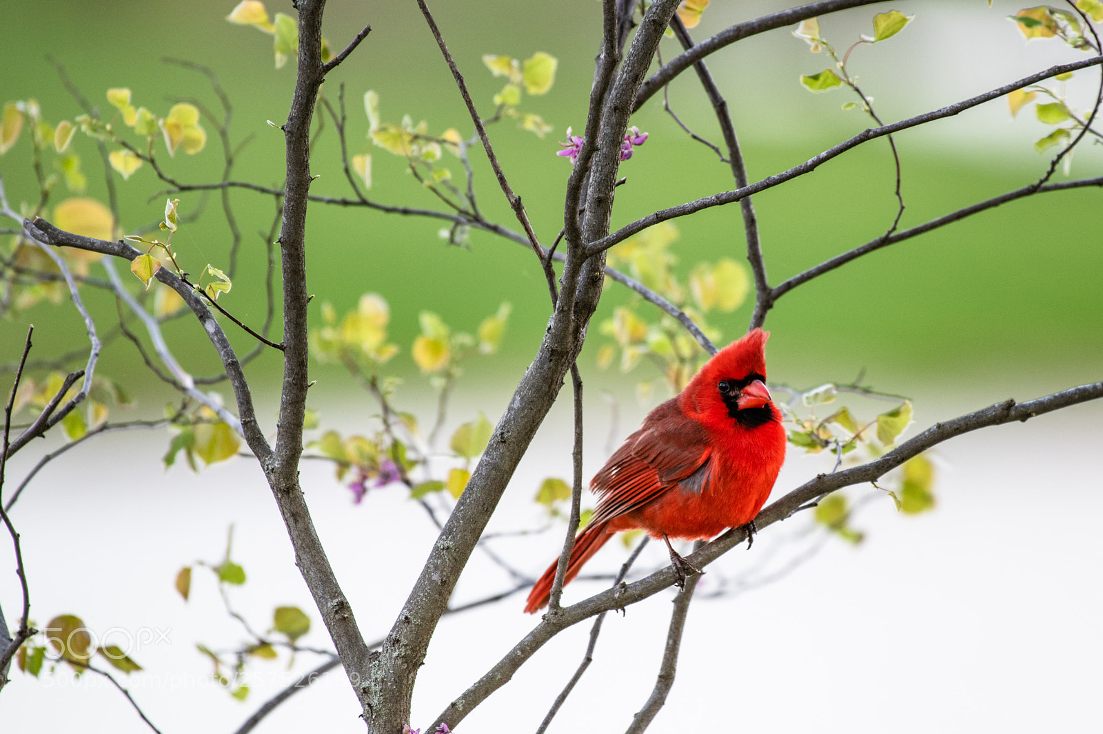 Nikon D850 sample photo. Cardinal photography