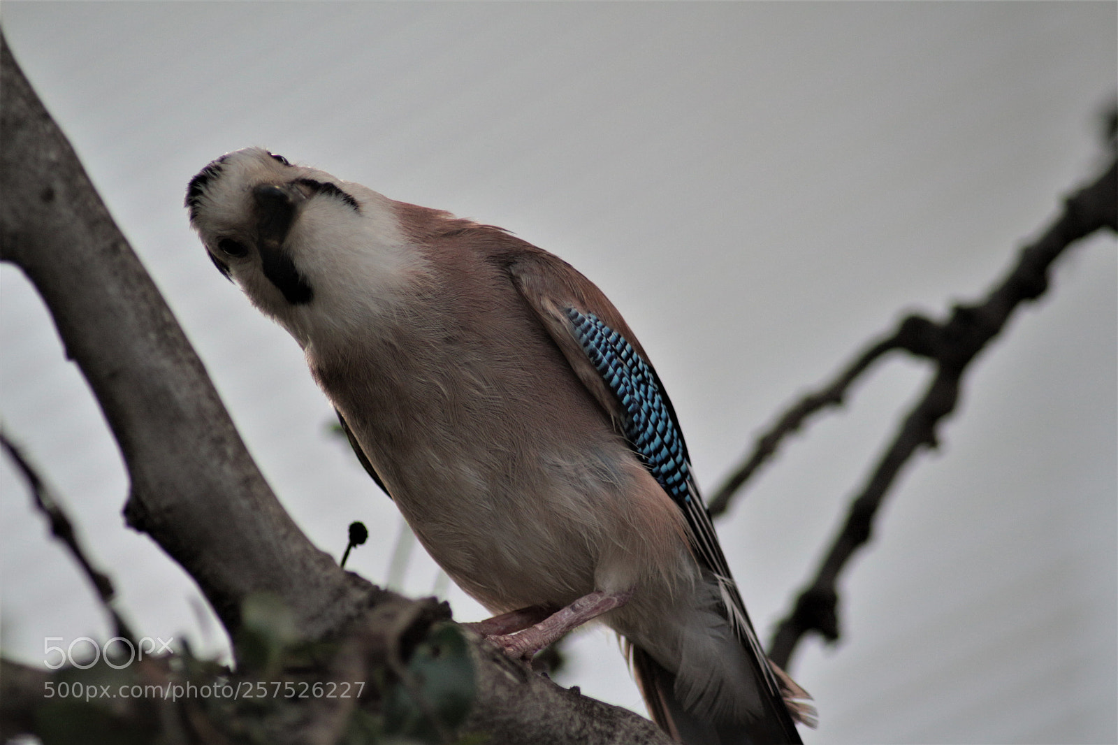 Canon EOS 700D (EOS Rebel T5i / EOS Kiss X7i) sample photo. Garrulous photography
