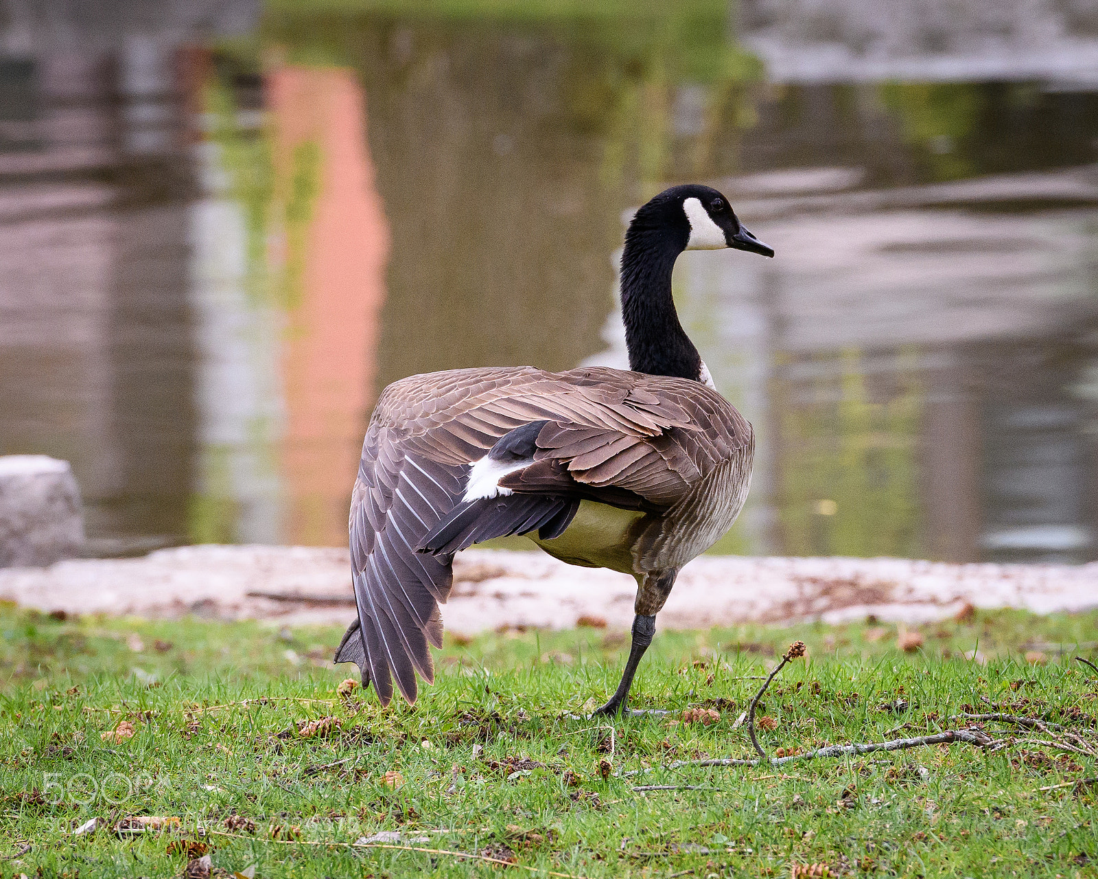 Nikon D850 sample photo. Yoga photography