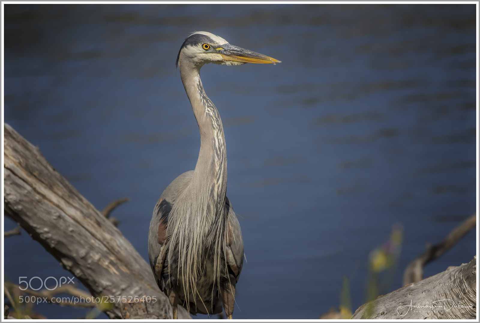 Canon EOS 7D Mark II sample photo. Great blue heron photography