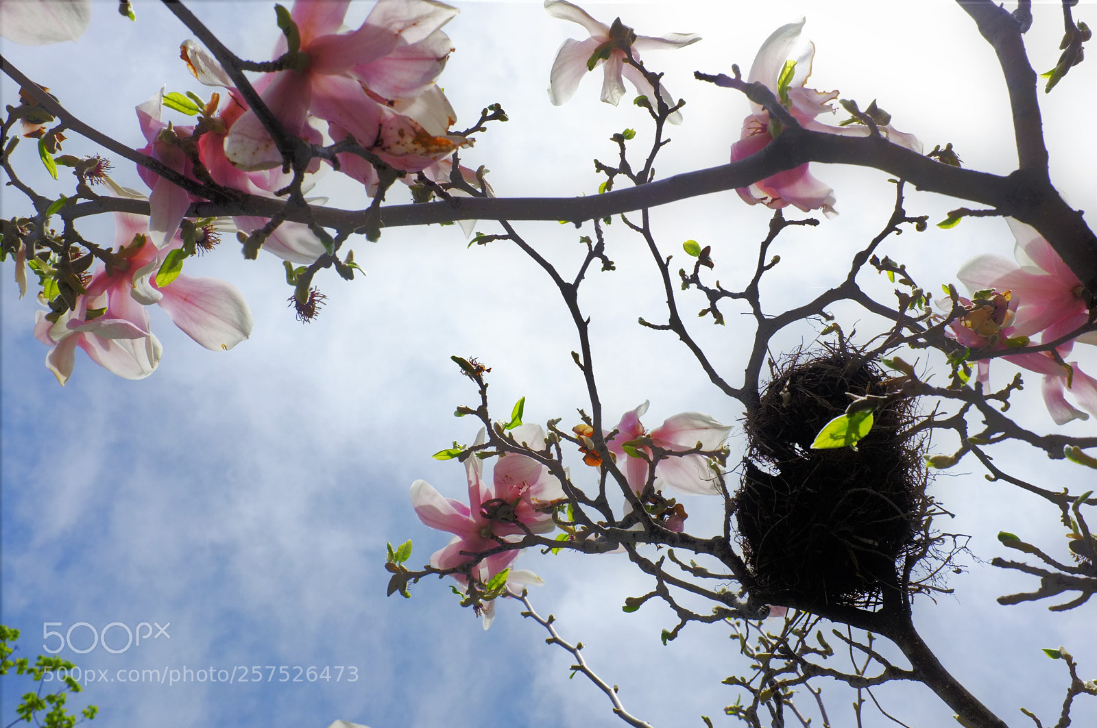 Fujifilm FinePix X100 sample photo. Magnolia 2 photography