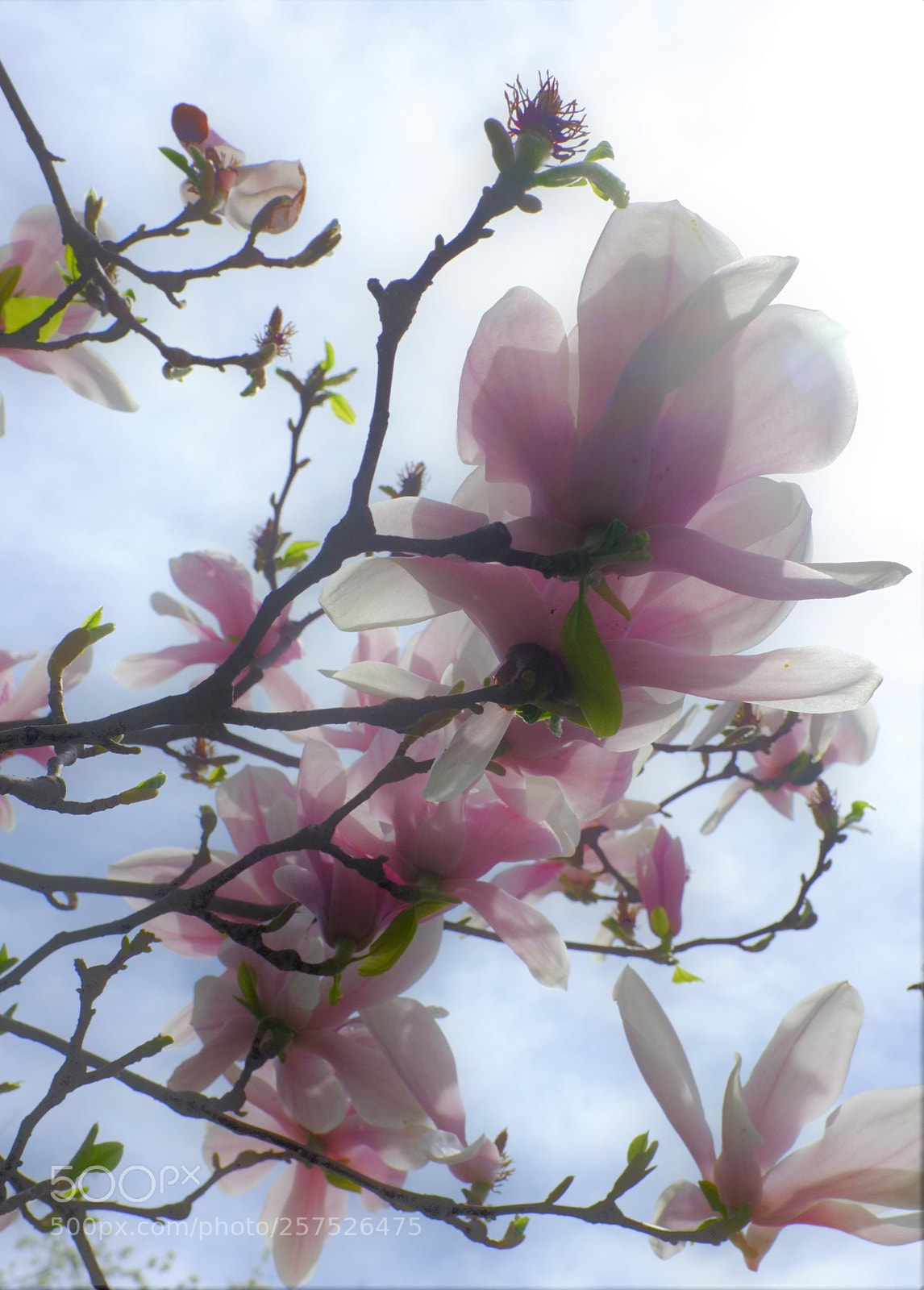 Fujifilm FinePix X100 sample photo. Magnolia 1 photography