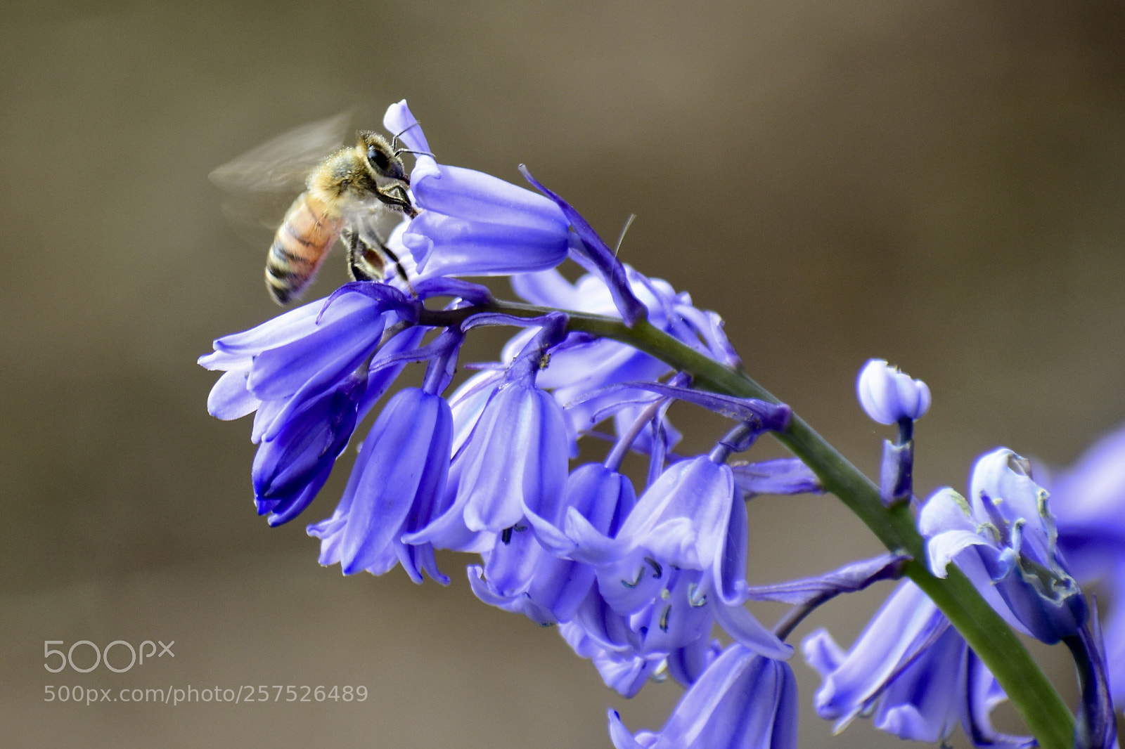 Nikon D7200 sample photo. Honey bee at work photography
