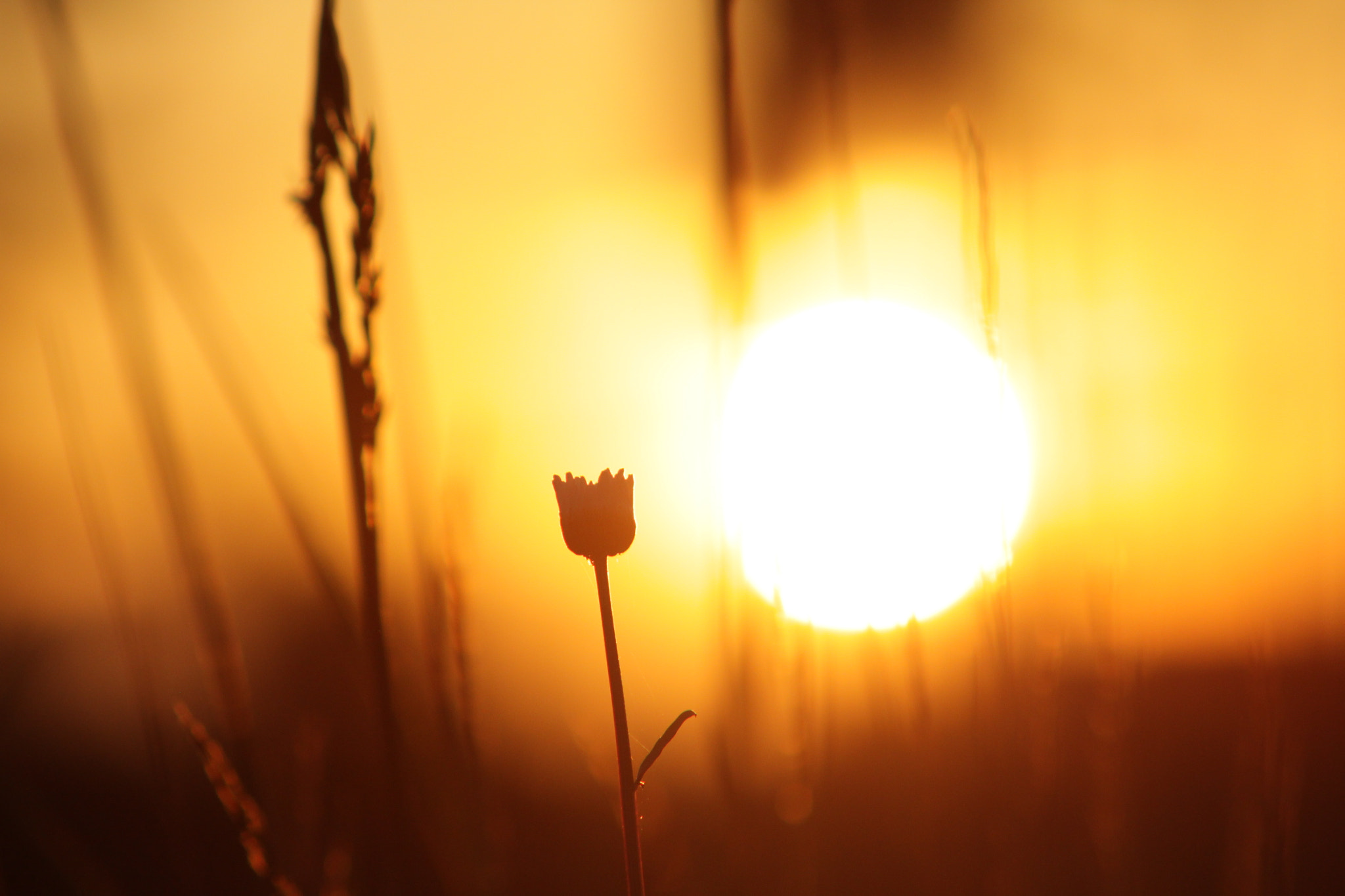 Canon EF 75-300mm f/4-5.6 sample photo. A lone flower photography