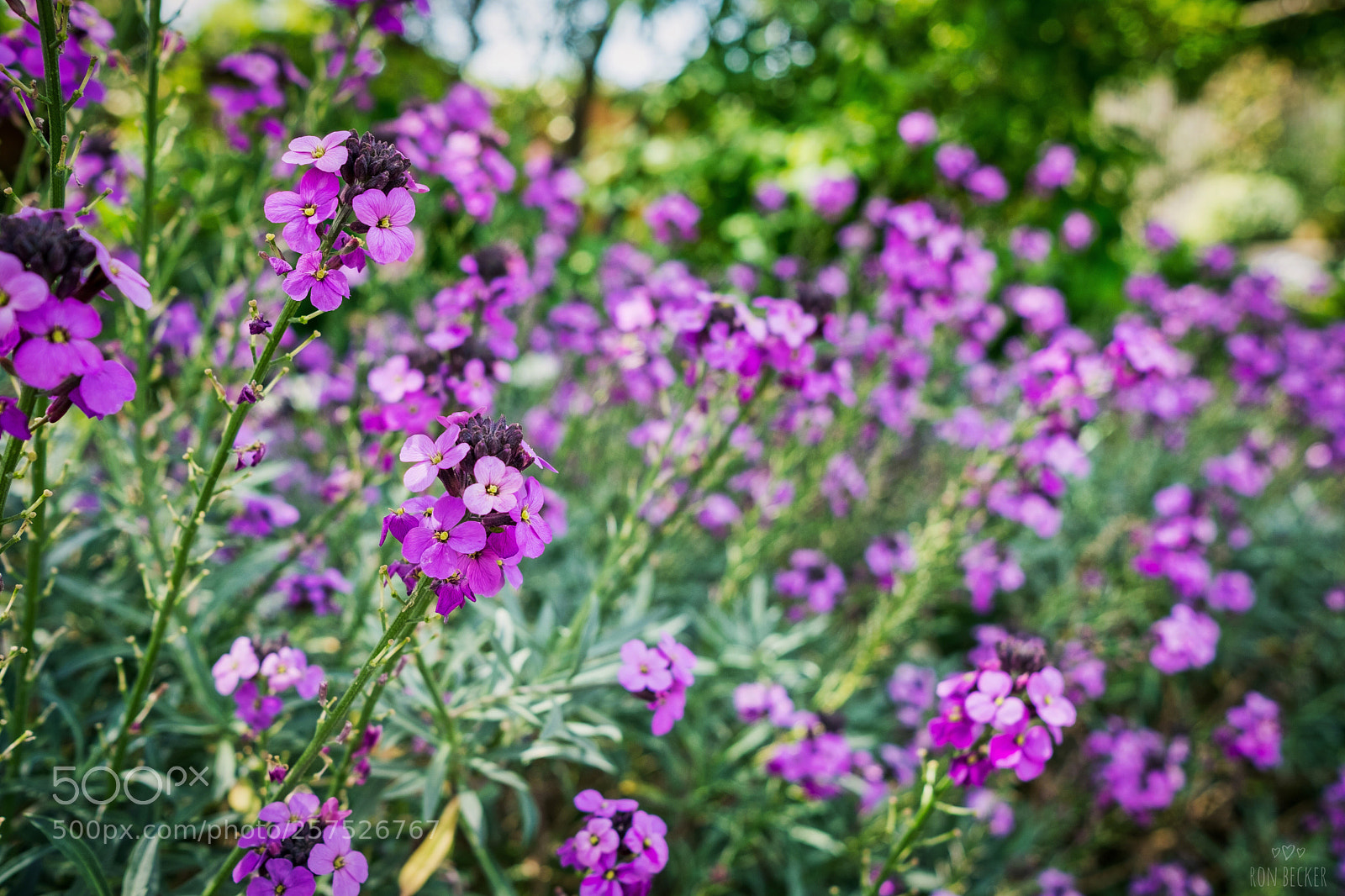 Fujifilm X-T2 sample photo. Magical garden photography