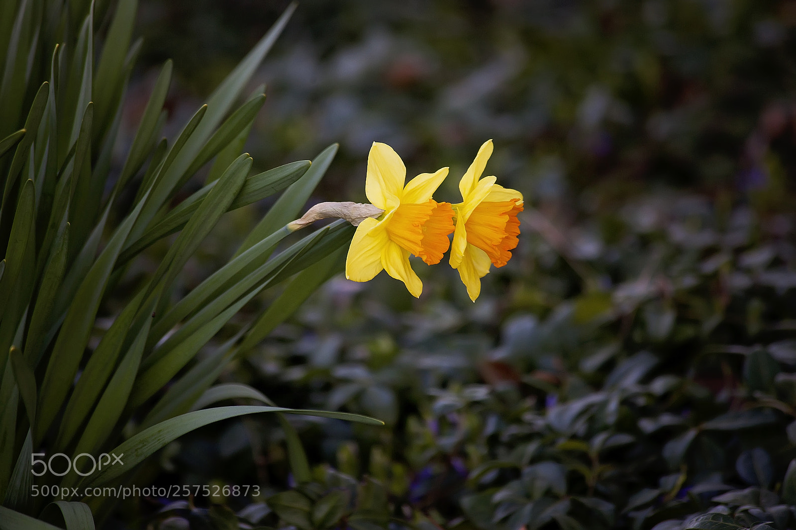 Canon EOS 5D Mark II sample photo. Img photography
