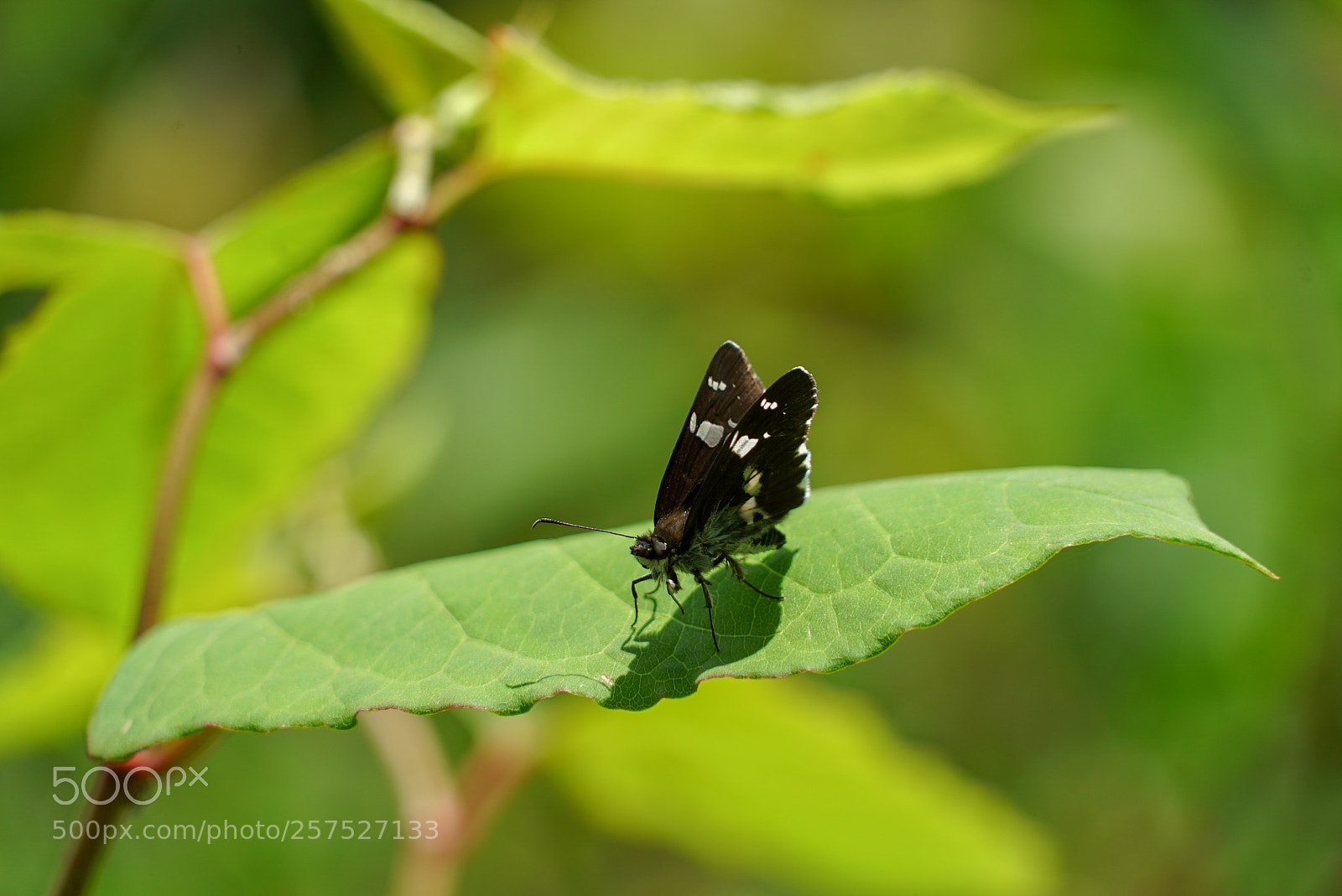 Sony a7S sample photo. Butterfly photography