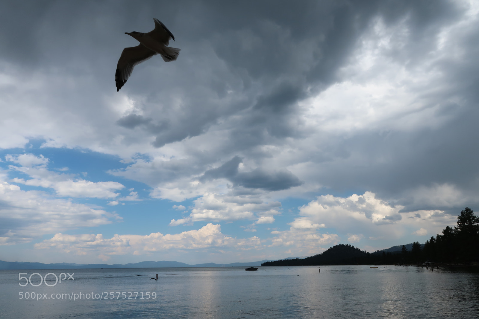 Canon PowerShot G7 X Mark II sample photo. South lake tahoe seagull photography