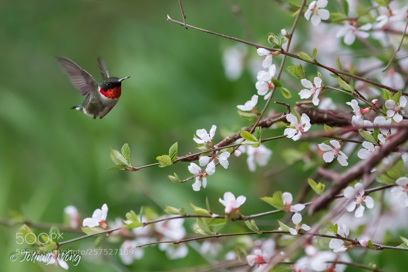 Canon EOS 7D Mark II sample photo. Hummingbirds photography