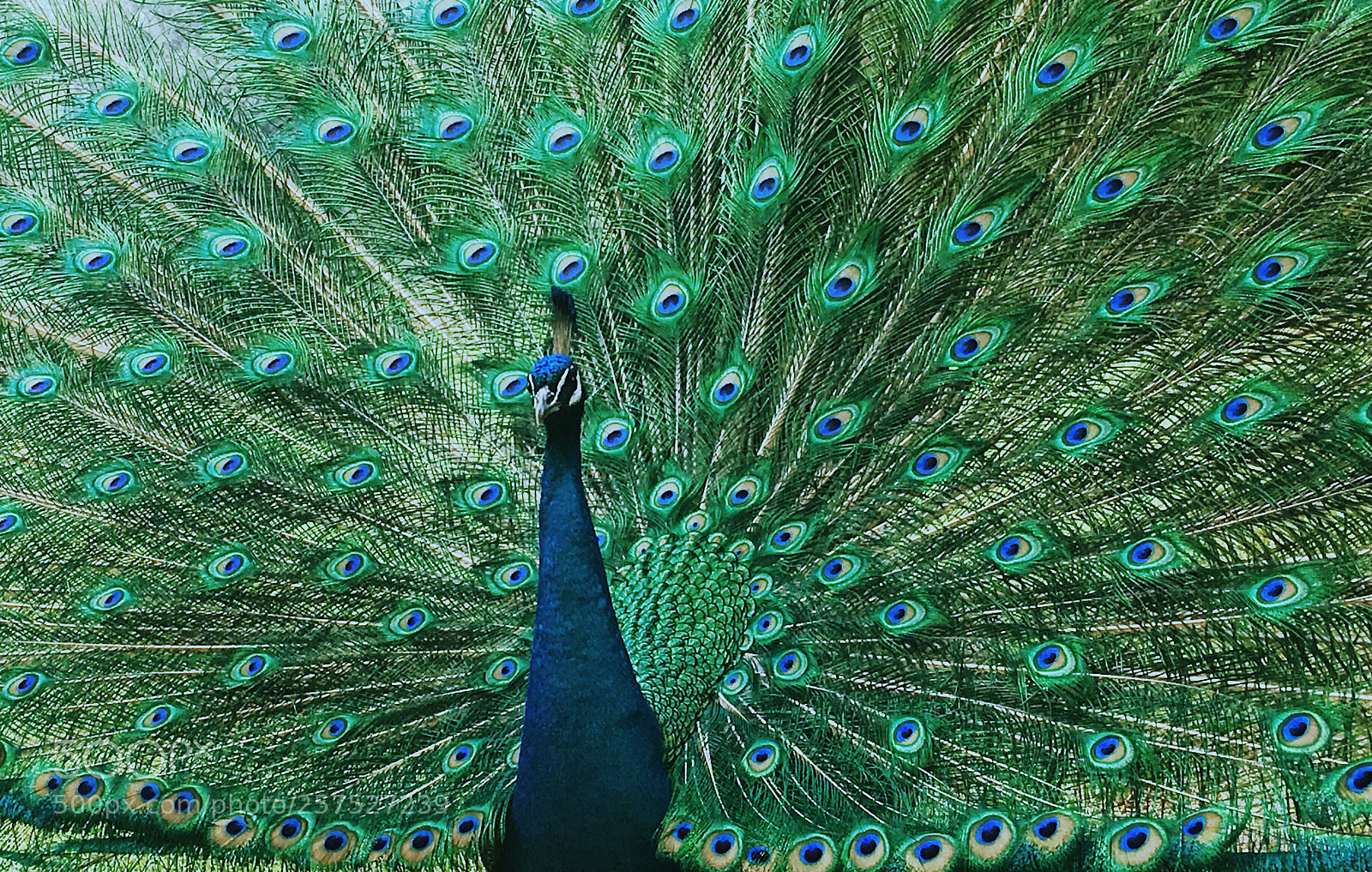 Apple iPhone 6s sample photo. A peacock in his photography