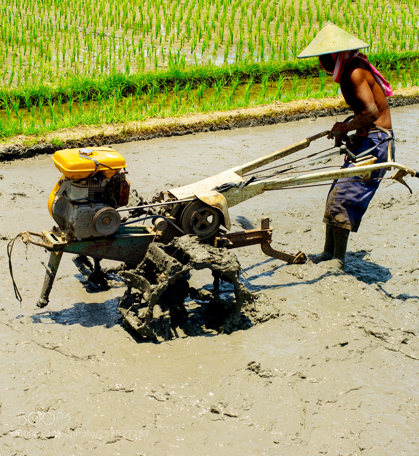 Nikon Df sample photo. Man worker rice field photography