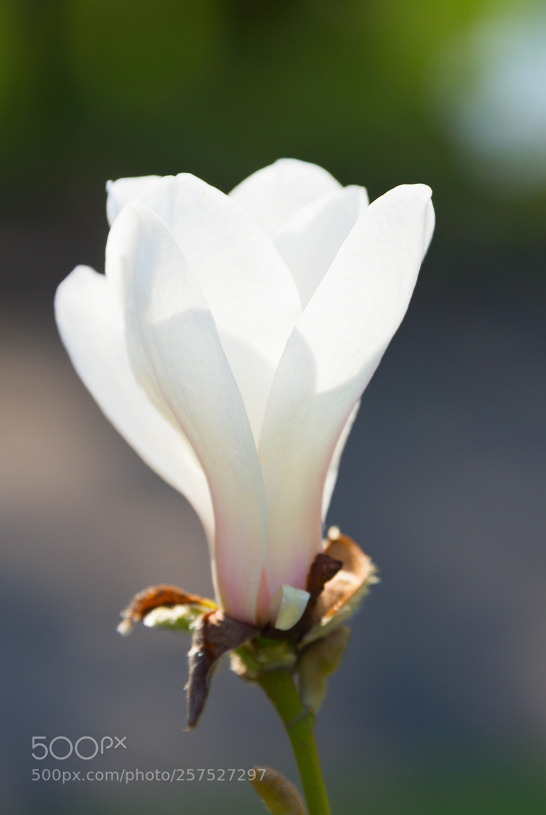 Nikon Df sample photo. Sunny blossom magnolia tree photography