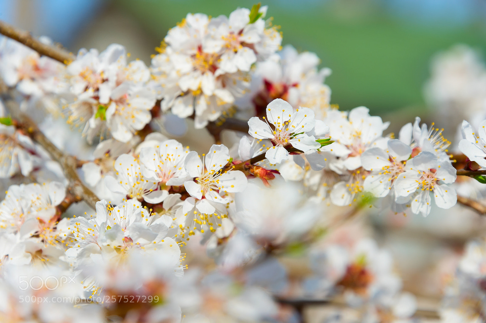 Nikon Df sample photo. Bud blossom flowers branch photography