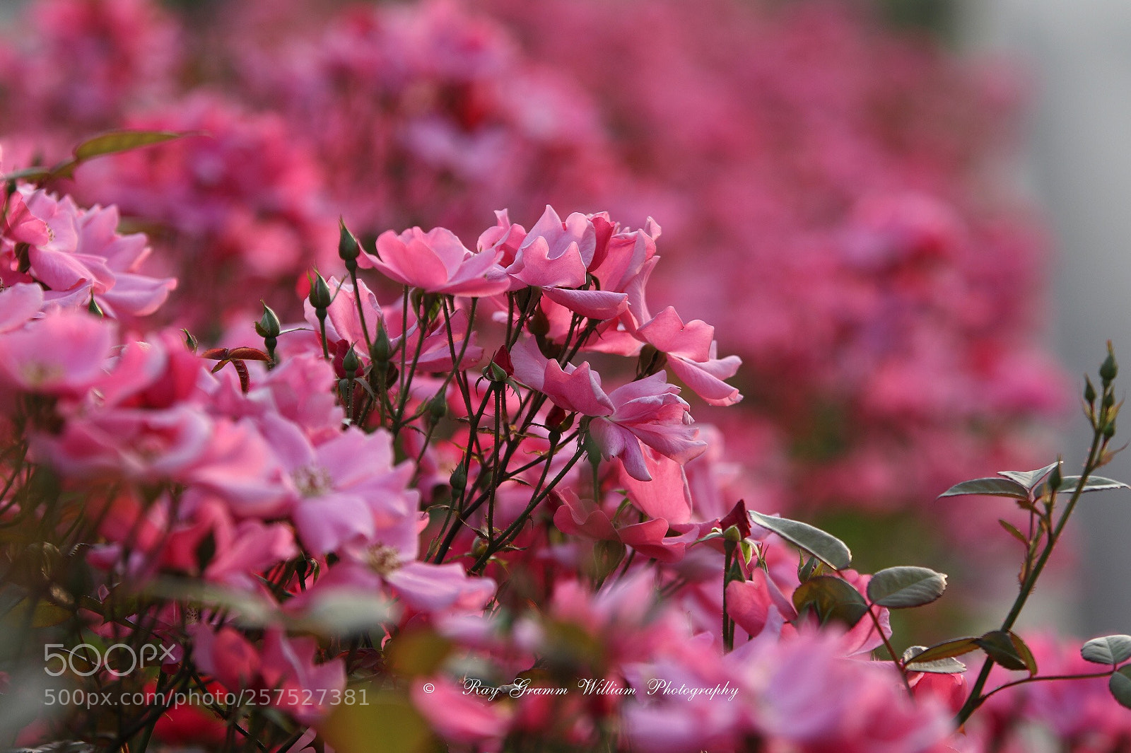 Canon EOS 7D Mark II sample photo. Happy mother’s day photography
