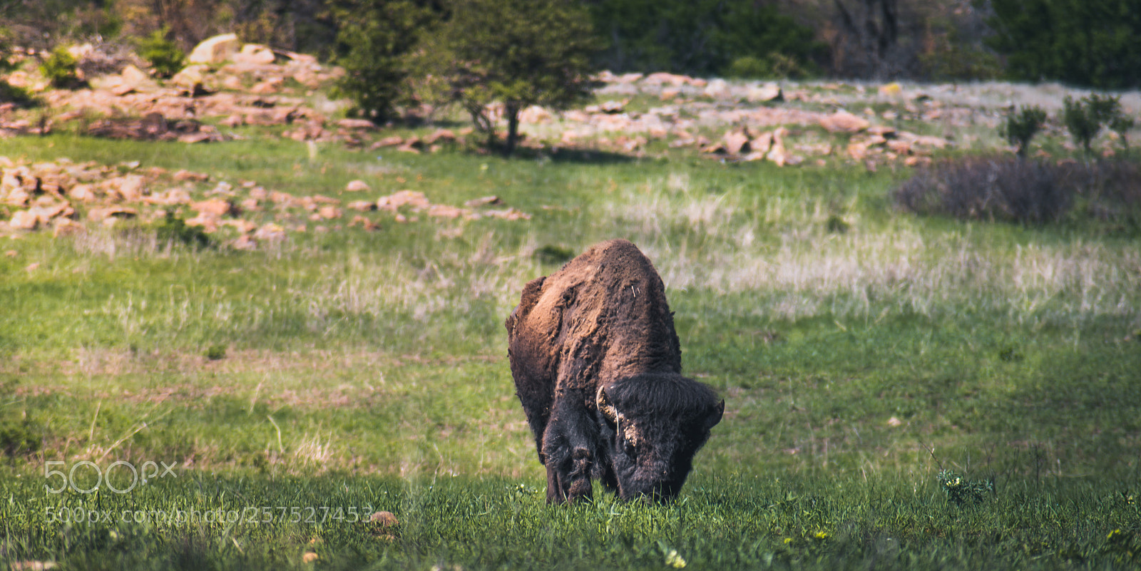 Nikon D600 sample photo. Bison (wichita mountains, oklahoma) photography