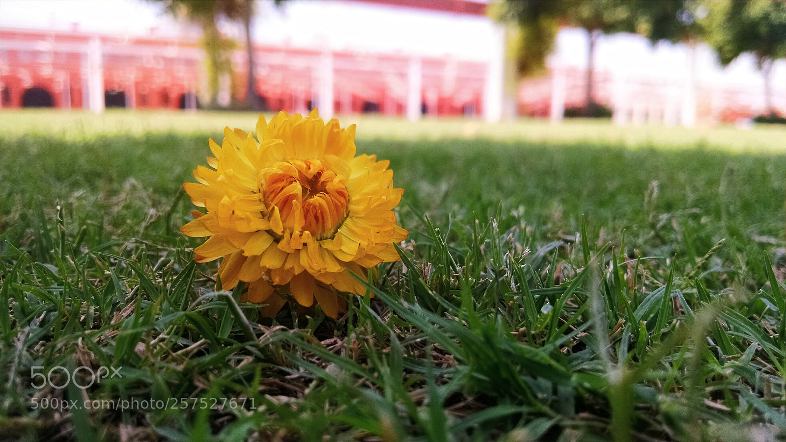 Motorola XT1080 sample photo. Flower photography