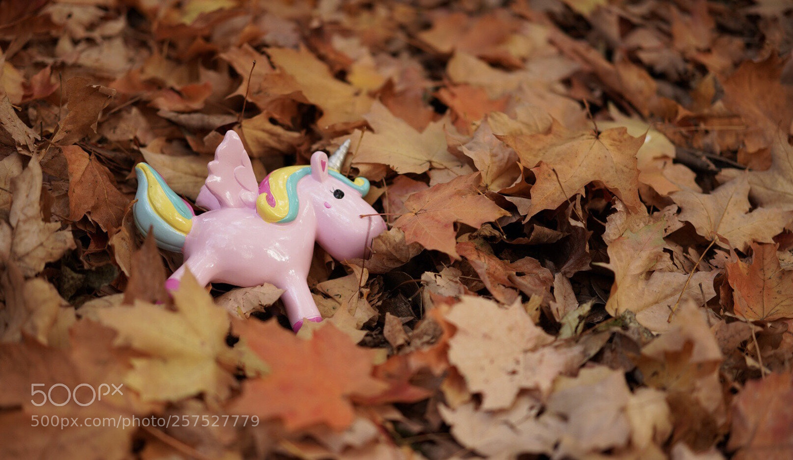 Sony a7R III sample photo. Dream in maple photography