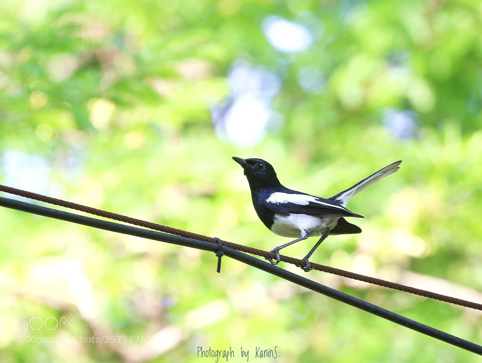 Canon EOS 700D (EOS Rebel T5i / EOS Kiss X7i) sample photo. Lovely tiny song bird photography