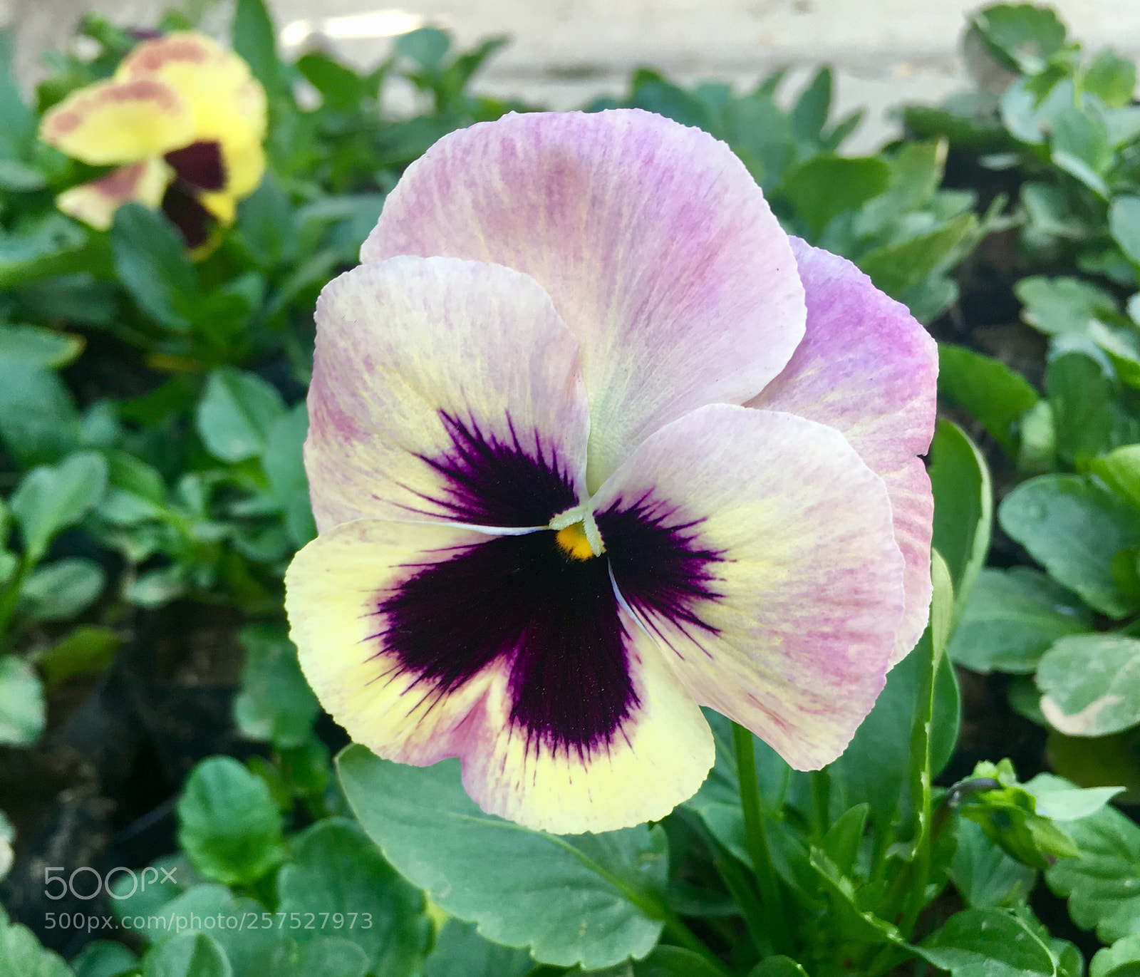 Apple iPhone 6s sample photo. Untitled photography