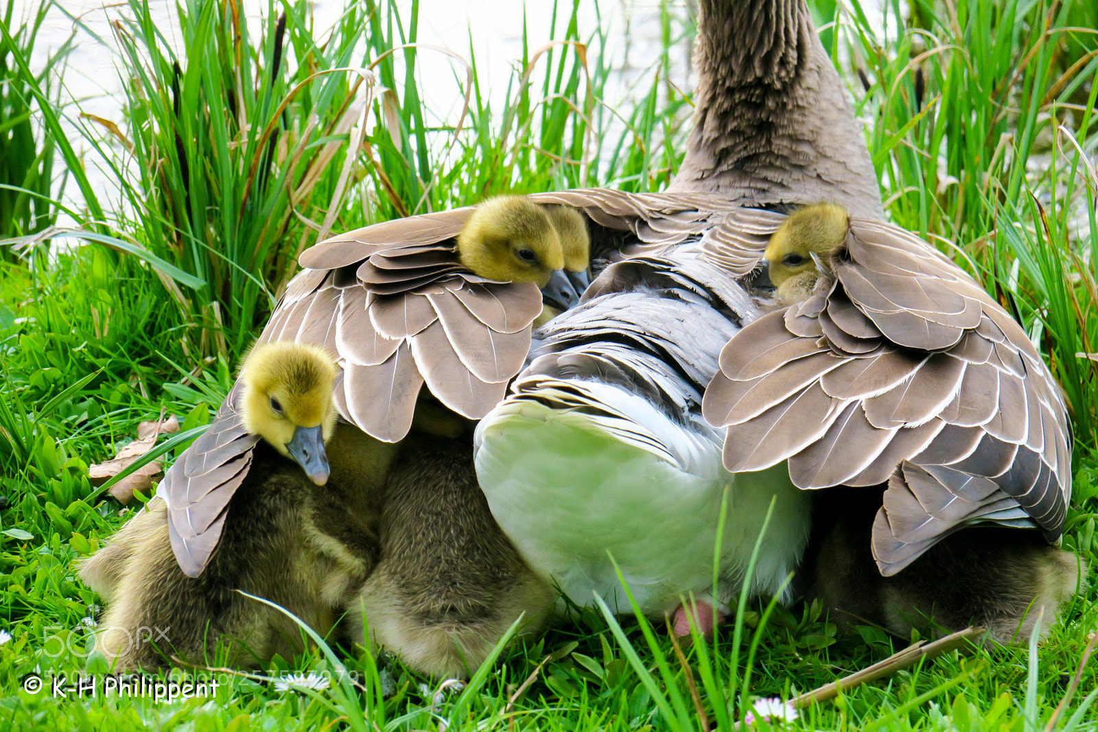 Canon PowerShot G3 X sample photo. Vellmar germany , ahnepark photography