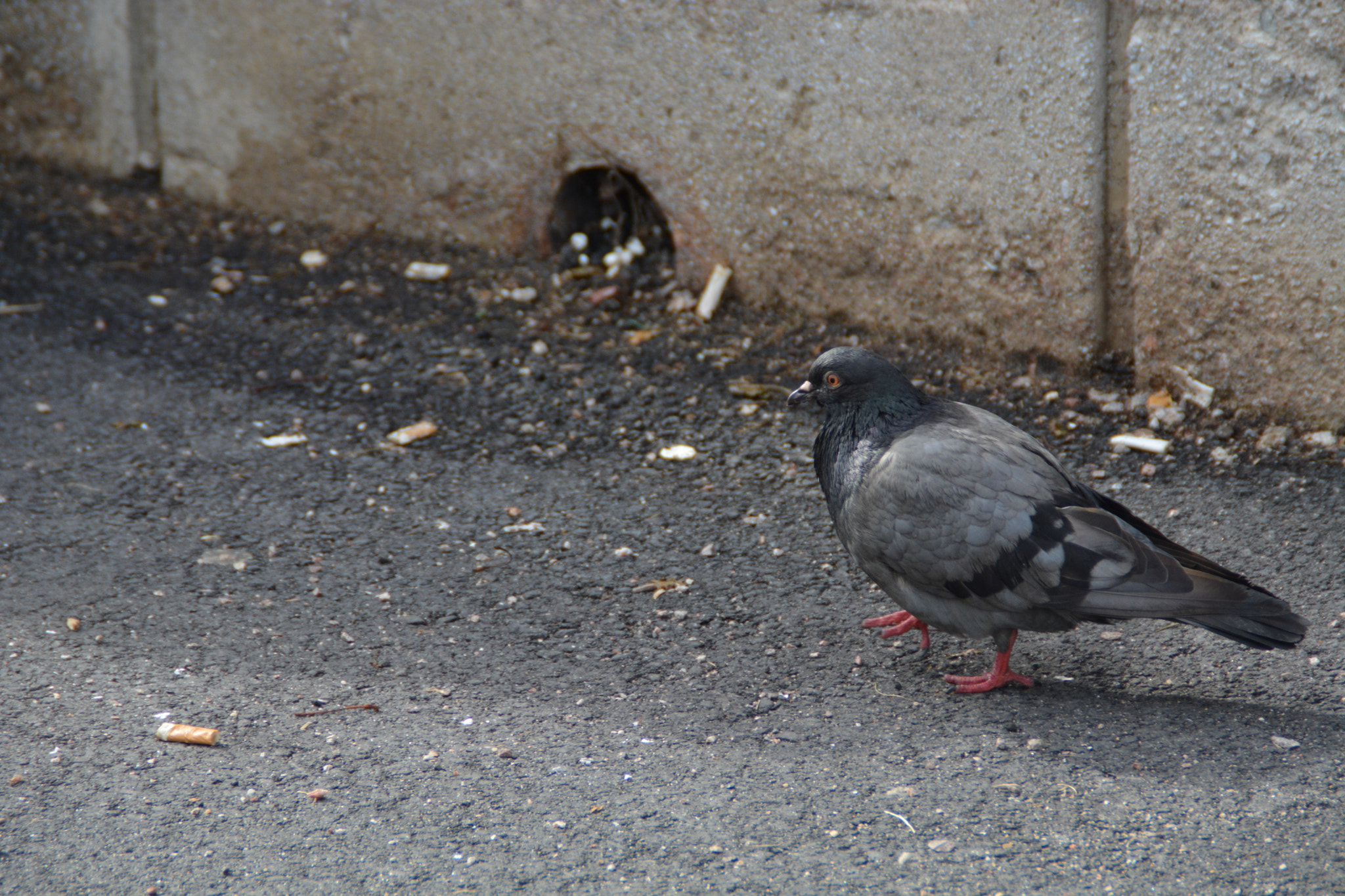 Nikon D5200 sample photo. Pigeon photography