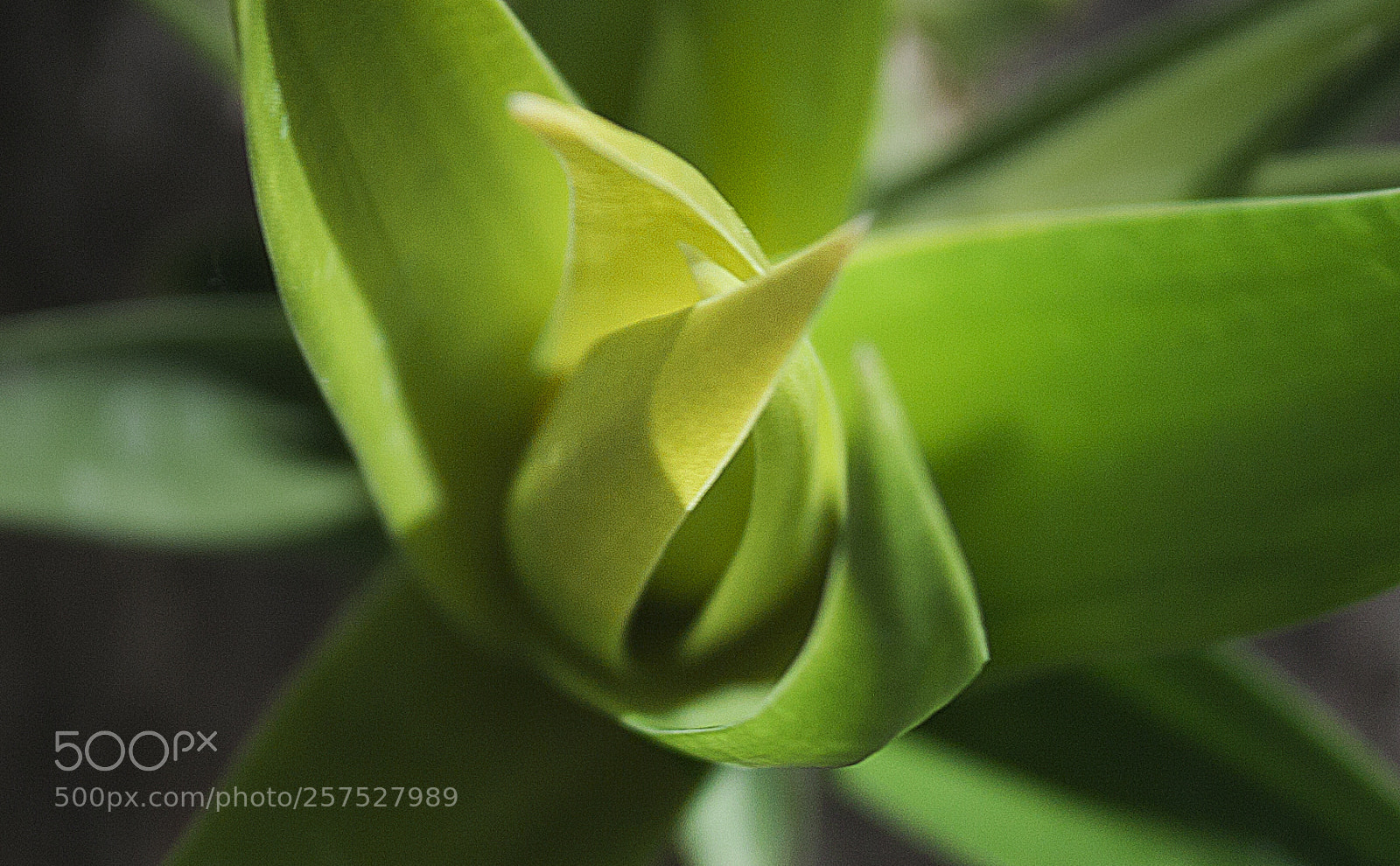 Canon EOS 500D (EOS Rebel T1i / EOS Kiss X3) sample photo. Shades of green photography