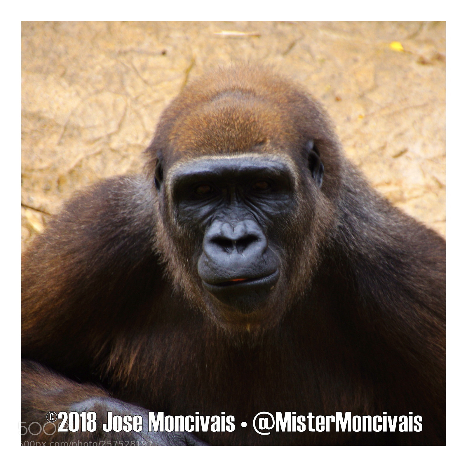 Sony SLT-A65 (SLT-A65V) sample photo. Gladys porter zoo brownsville photography
