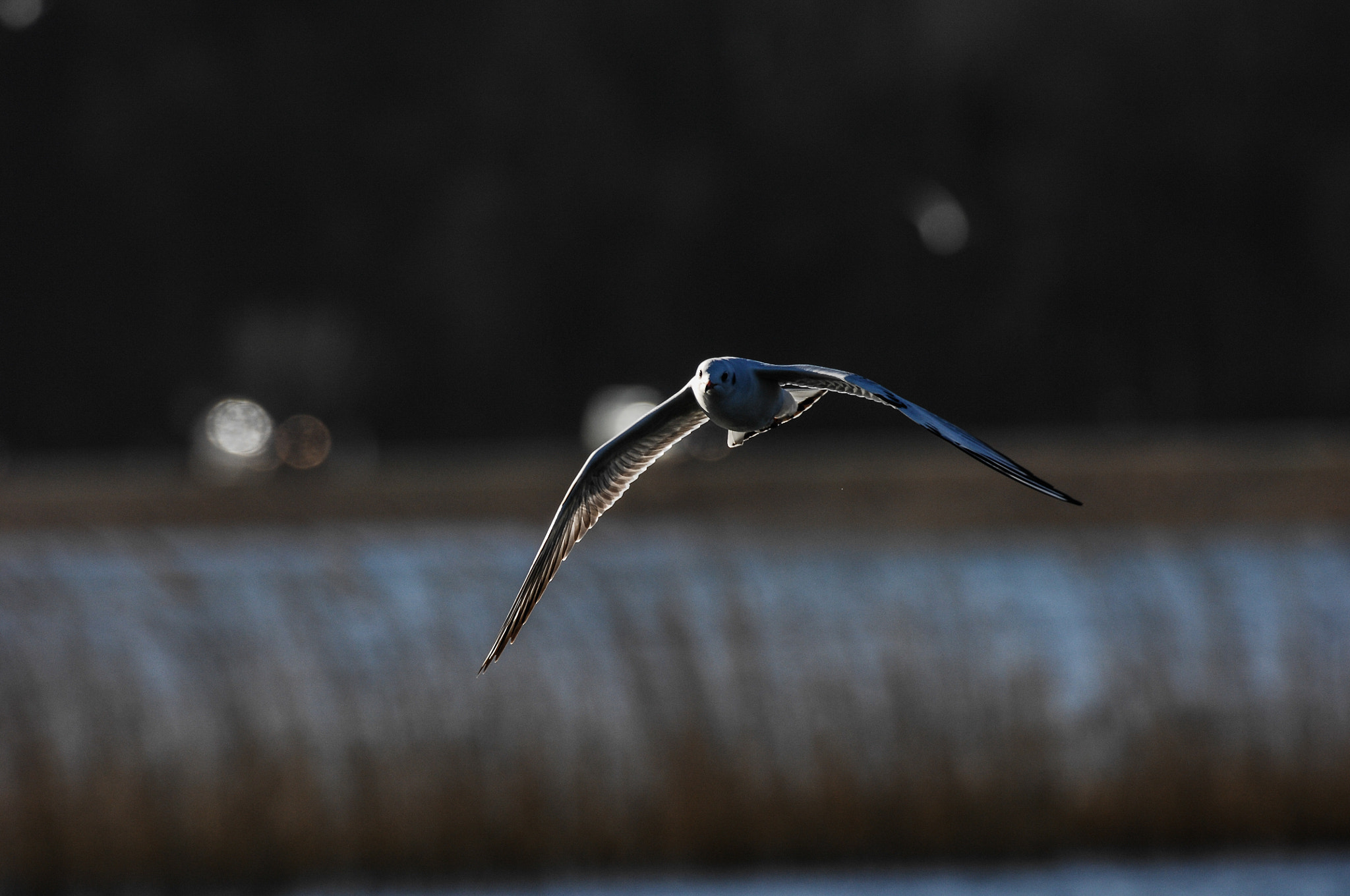 Nikon D2X sample photo. Flying low photography