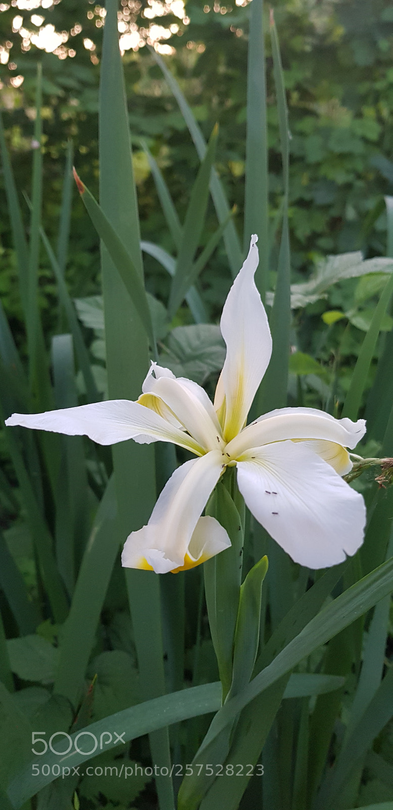 Samsung Galaxy S8+ sample photo. Untitled photography