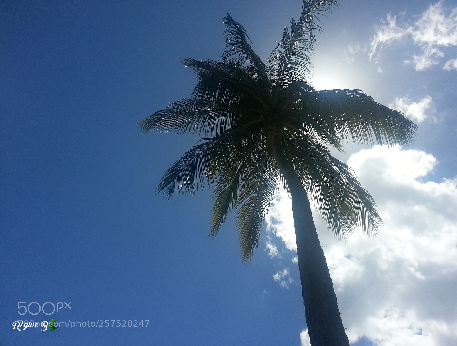 Samsung Galaxy S3 sample photo. Sun tree photography