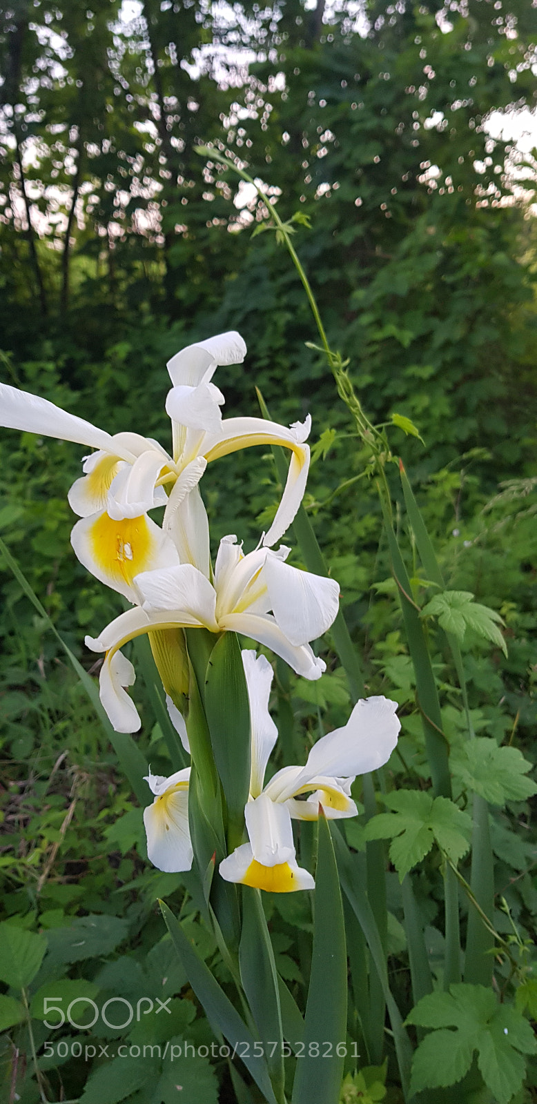 Samsung Galaxy S8+ sample photo. Untitled photography